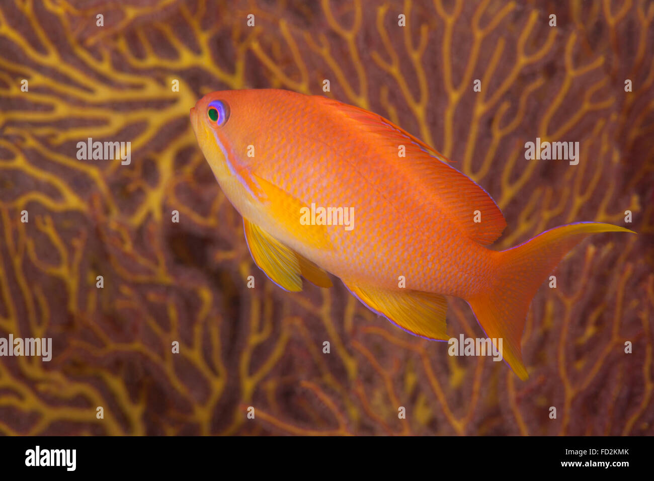 Scalefin anthias pesce (Pseudanthias squamipinnis) Beqa Lagoon, Fiji. Foto Stock