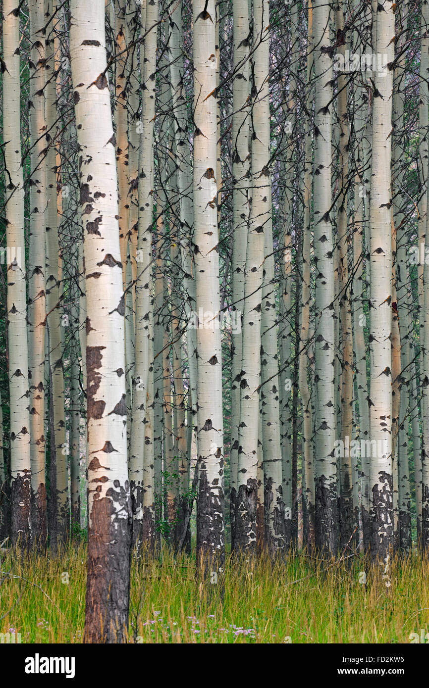 Vacilla aspen / tremore aspen (Populus tremuloides), dettaglio di tronchi di alberi in foresta, originaria del Nord America e Canada Foto Stock