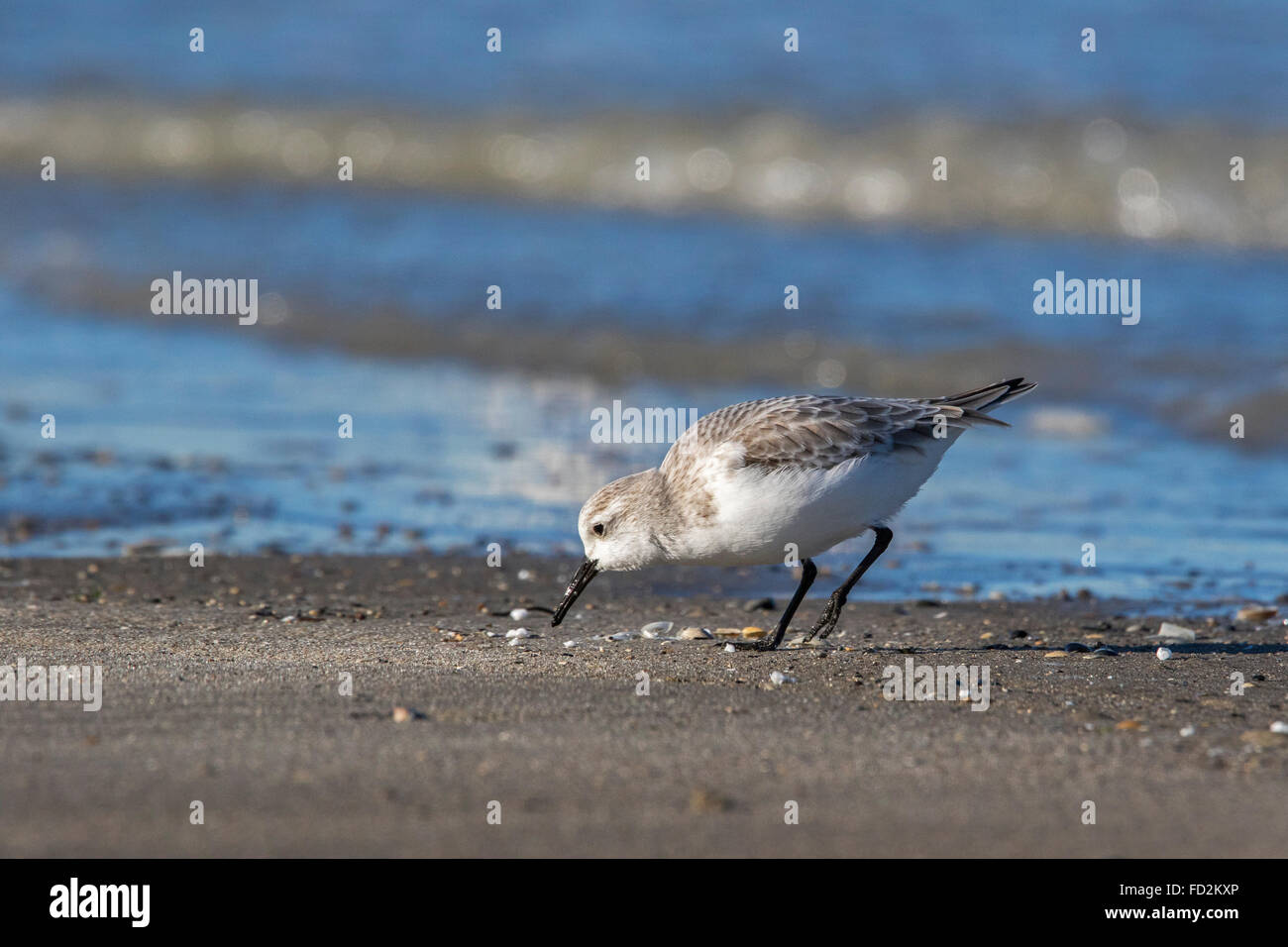Sanderling (Calidris alba) in non-allevamento piumaggio rovistando in corrispondenza del bordo del surf lungo la costa del Mare del Nord in inverno Foto Stock