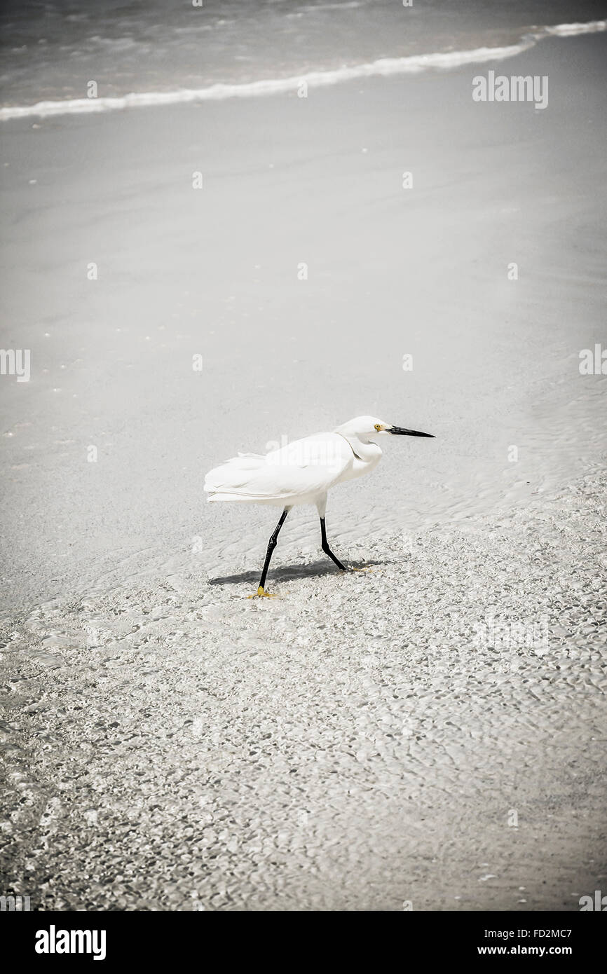 Un Snowy White garzetta uccelli di mare balade in surf sul lungomare con i suoi piedi giallo e nero le gambe Foto Stock Un Snowy White garzetta uccelli di mare balade in surf sul lungomare con i suoi piedi giallo e nero le gambe Foto Stock