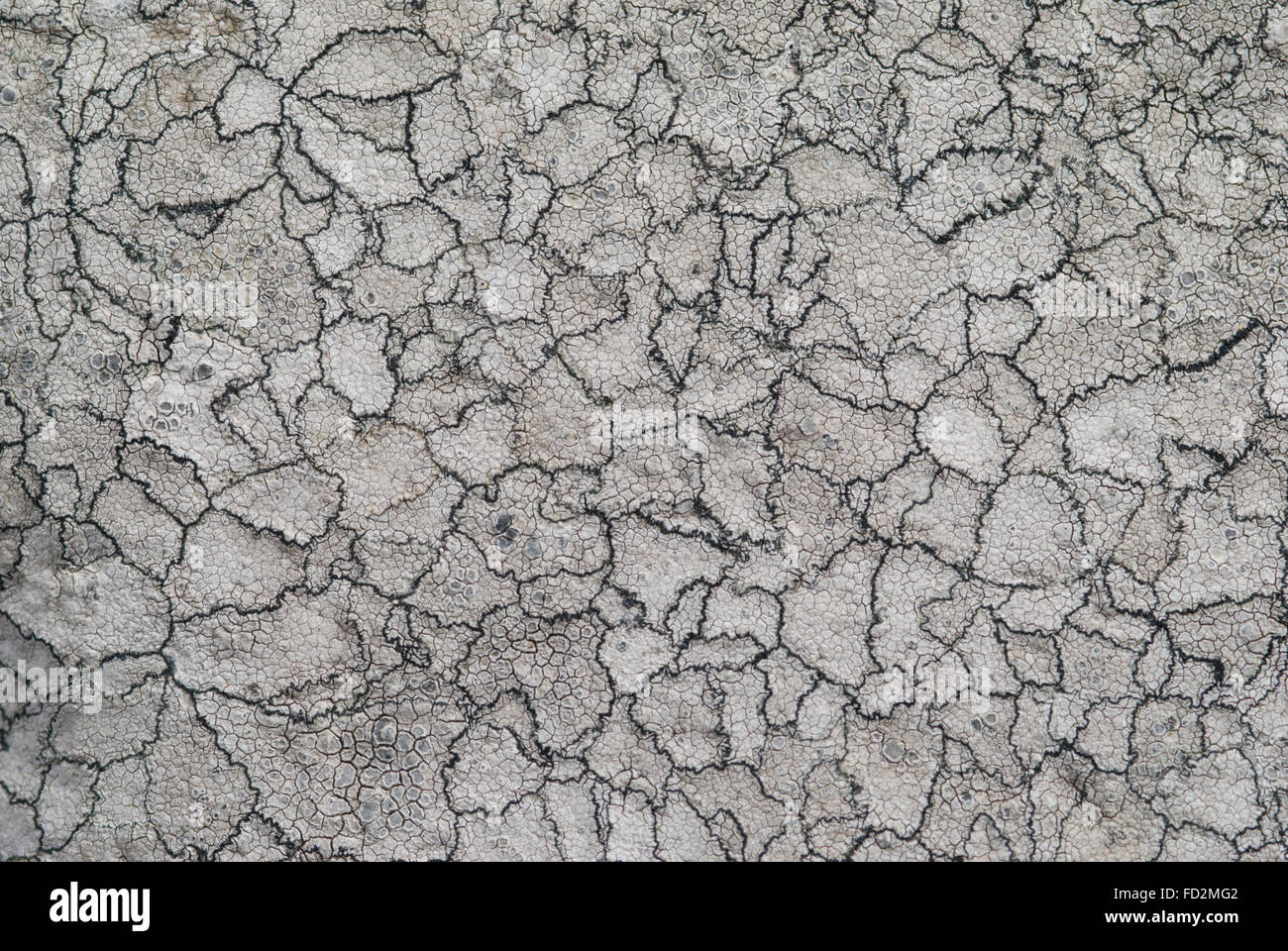 Lecanora rupicola lichen trovato su rocce sulla costa Norhumberland. Regno Unito. Maggio Foto Stock