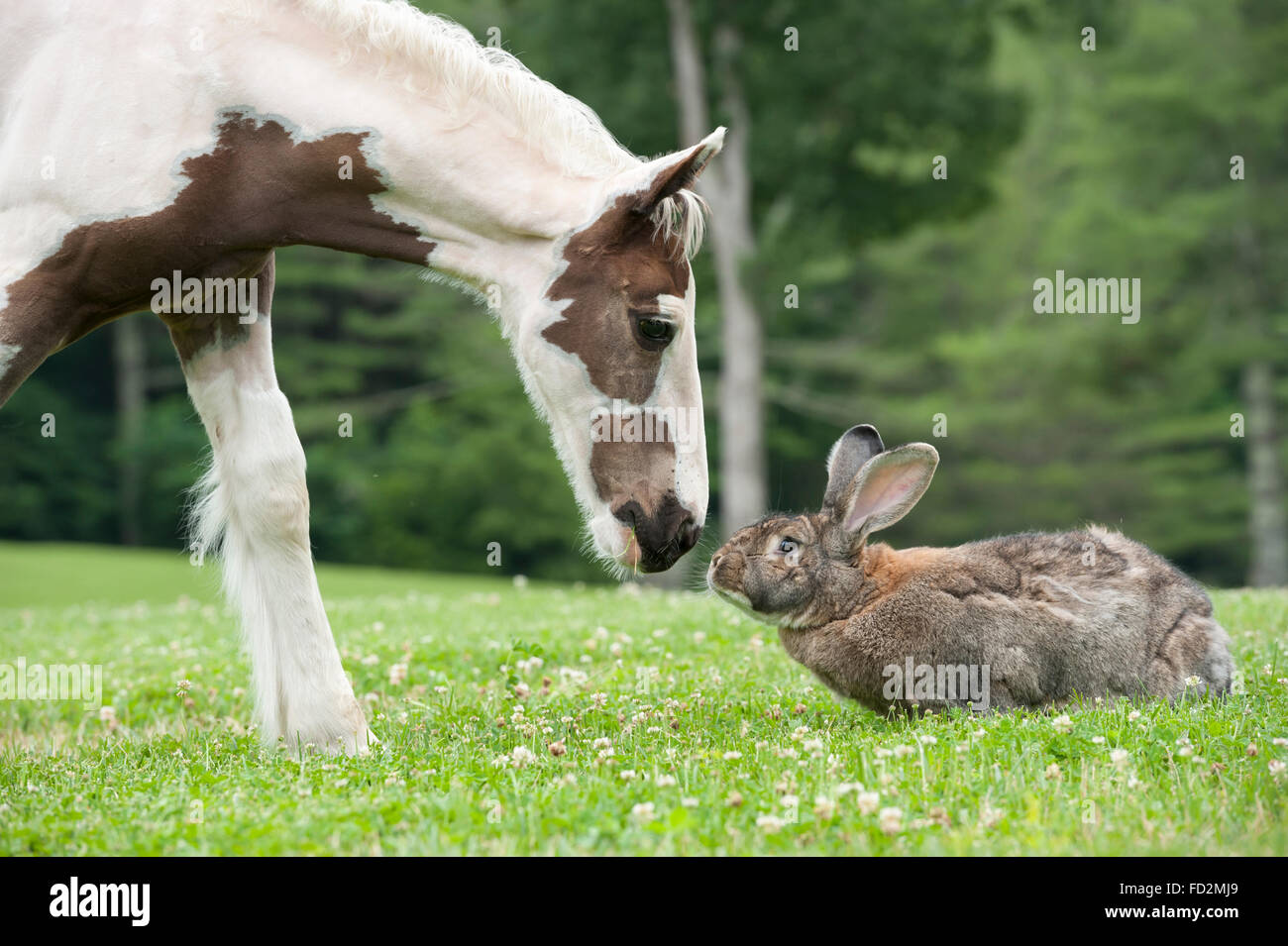 Gigante fiammingo il coniglio e il puledro Foto Stock