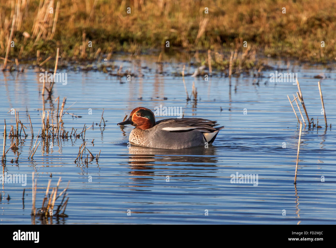 Eurasian teal / comune teal (Anas crecca) maschio nuoto in stagno Foto Stock