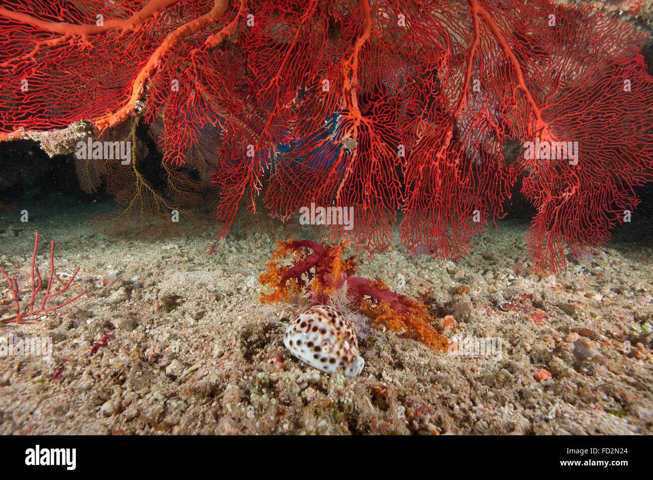 Un grande gorgonie rosse ventilatore di mare e grande tiger (cowrie Cypraea tigrisis), Beqa Lagoon, Fiji. Foto Stock