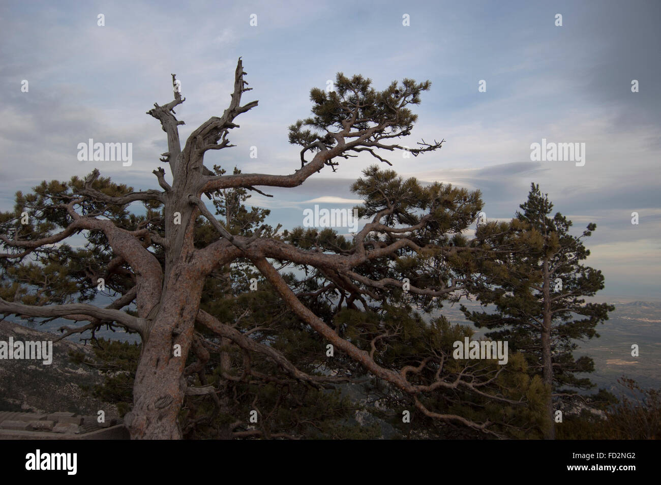 Di Pino silvestre (Pinus sylvatica) alberi in montagna Caro in els Ports de Beseit, Spagna, sagomata dal vento e dal maltempo. Foto Stock