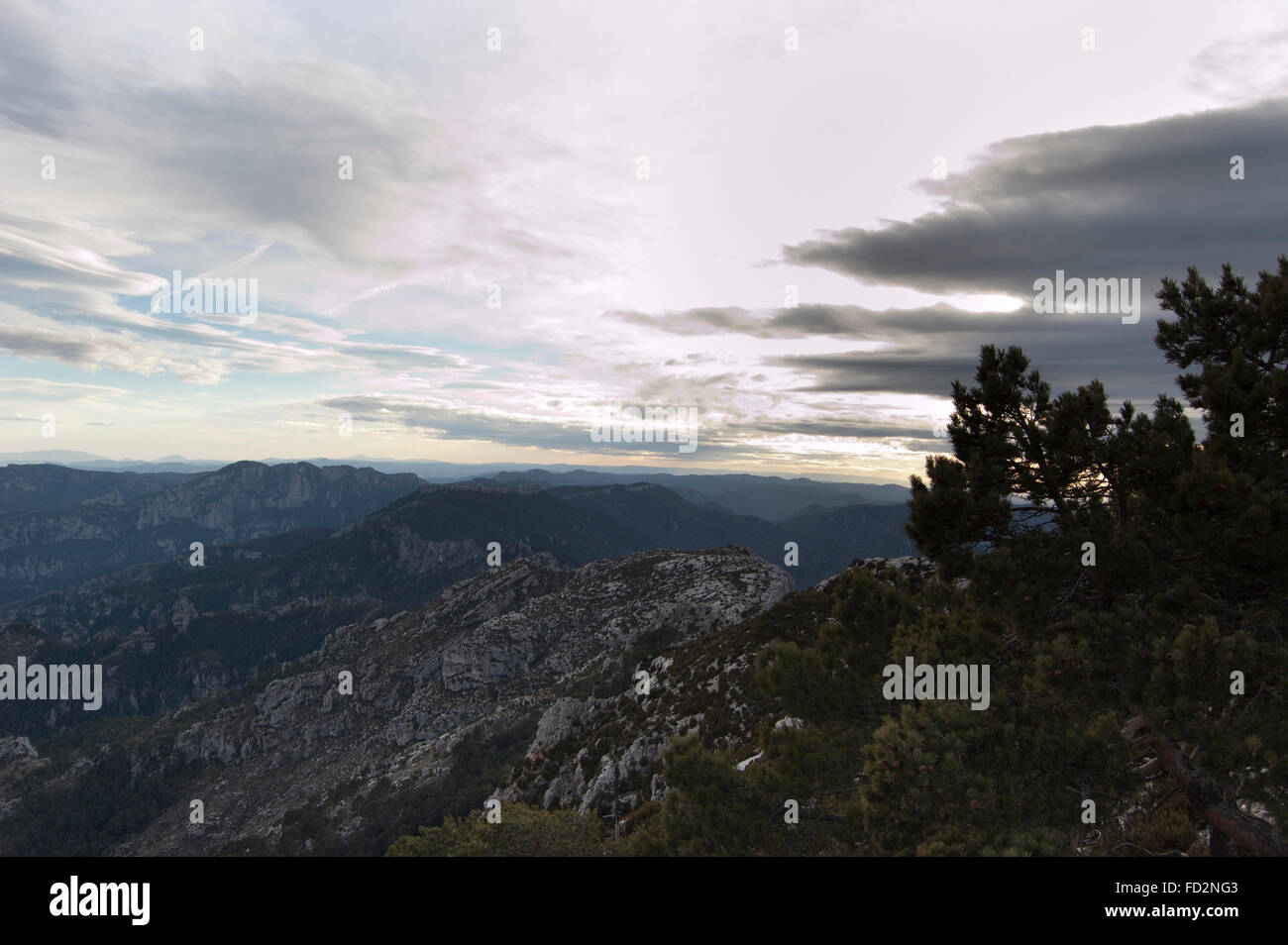 Di Pino silvestre (Pinus sylvatica) alberi in montagna Caro in els Ports de Beseit, Spagna, sagomata dal vento e dal maltempo. Foto Stock