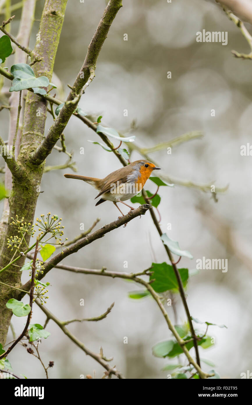 Robin in un albero Foto Stock