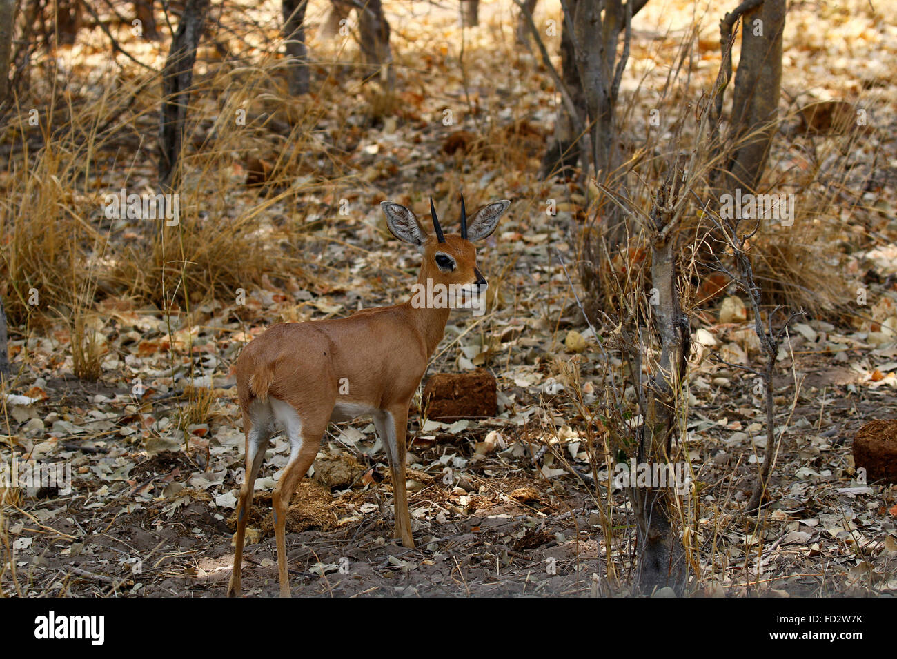 Il steenbok (Raphicerus campestris) è un comune di piccola antilope dell Africa meridionale e orientale. Foto Stock