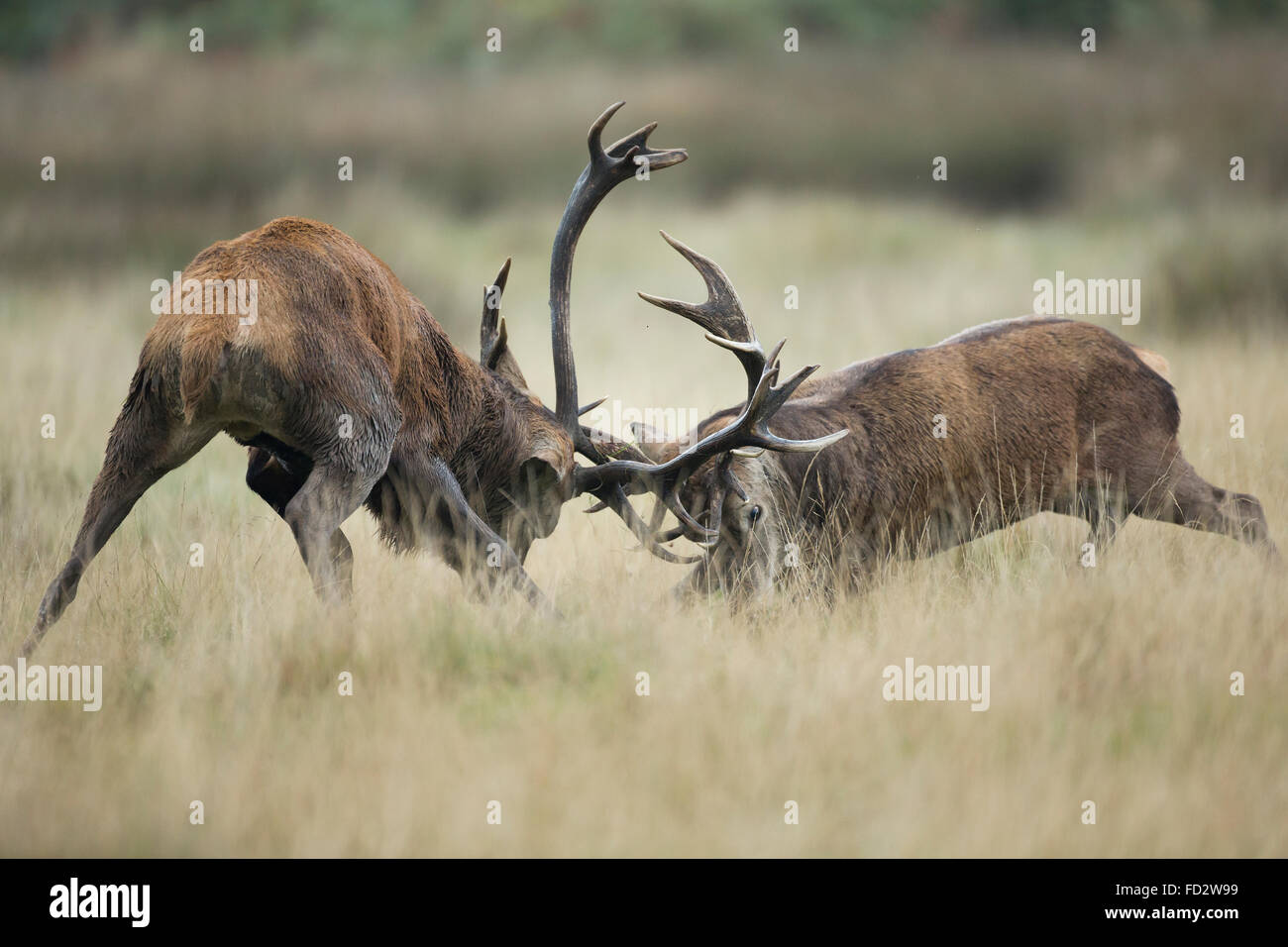 Il cervo (Cervus elaphus) stags combattendo durante la stagione di solchi Foto Stock