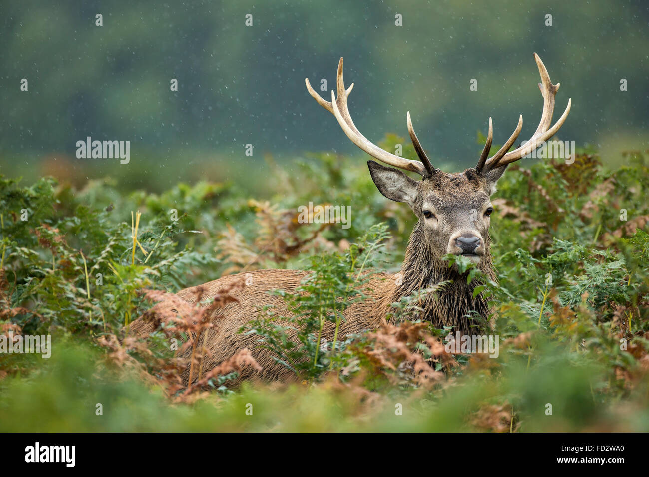 Il cervo (Cervus elaphus) stag piedi tra bracken durante la stagione di solchi Foto Stock