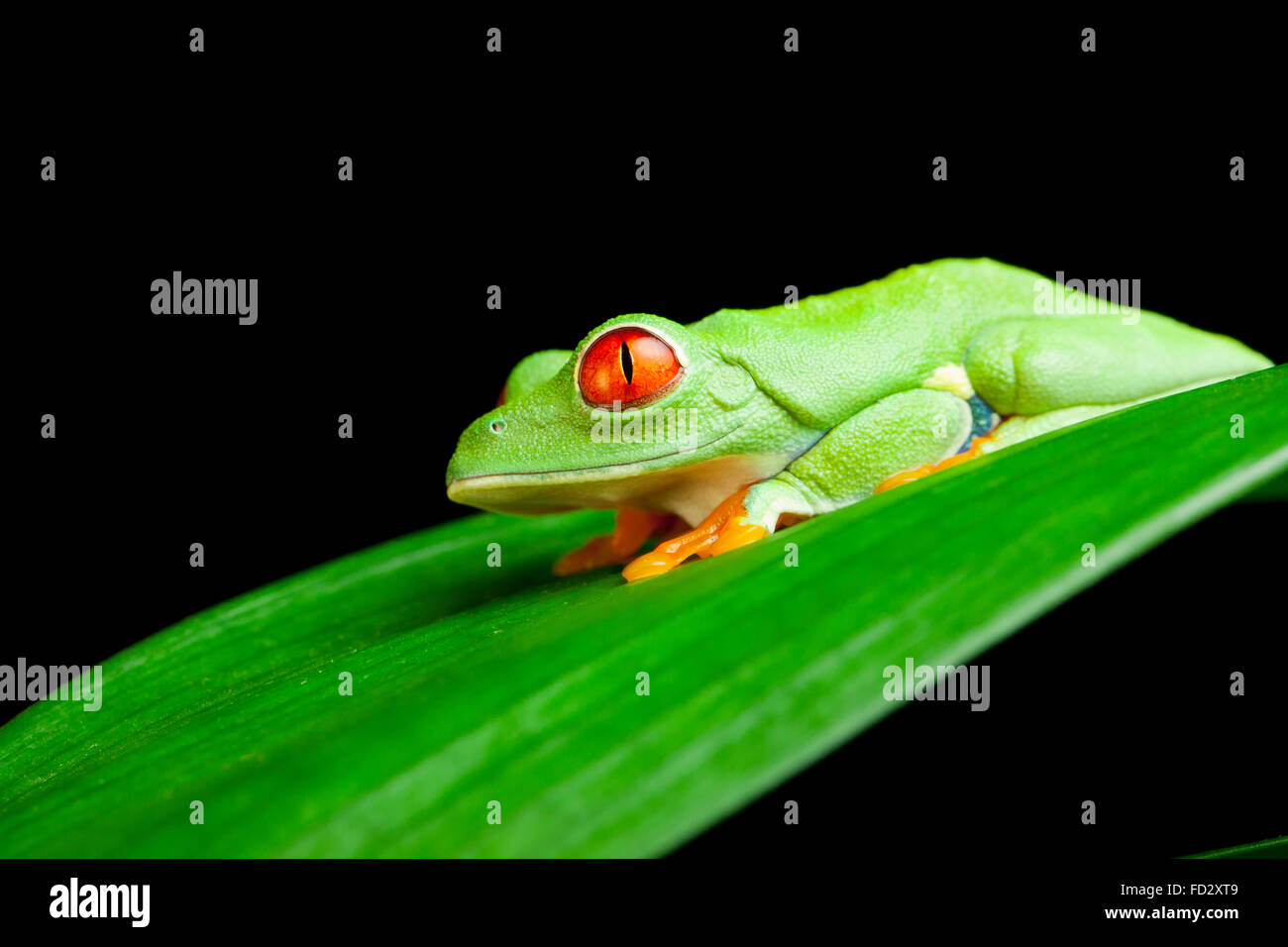 Red Eyed VERDE RAGANELLA Foto Stock