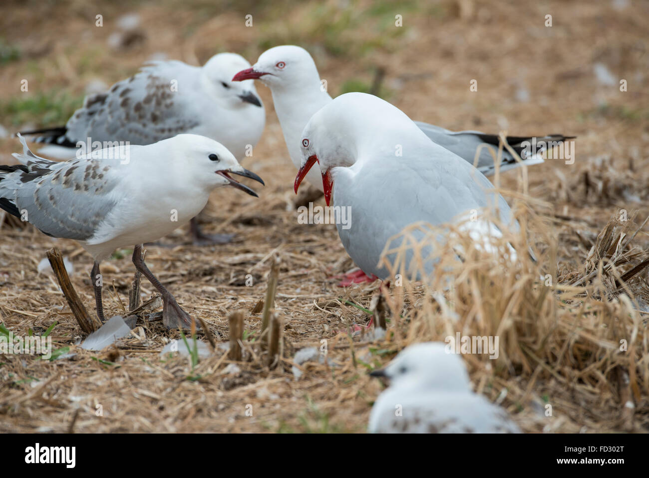 Nuova Zelanda, Isola del Sud, Dunedin, Penisola di Otago. Rosso-fatturati i gabbiani con novellame (Chroicocephalus scopulinus) Foto Stock