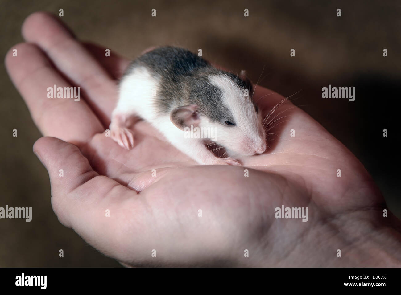 Mouse in mano femmina isolato su sfondo scuro. Foto Stock