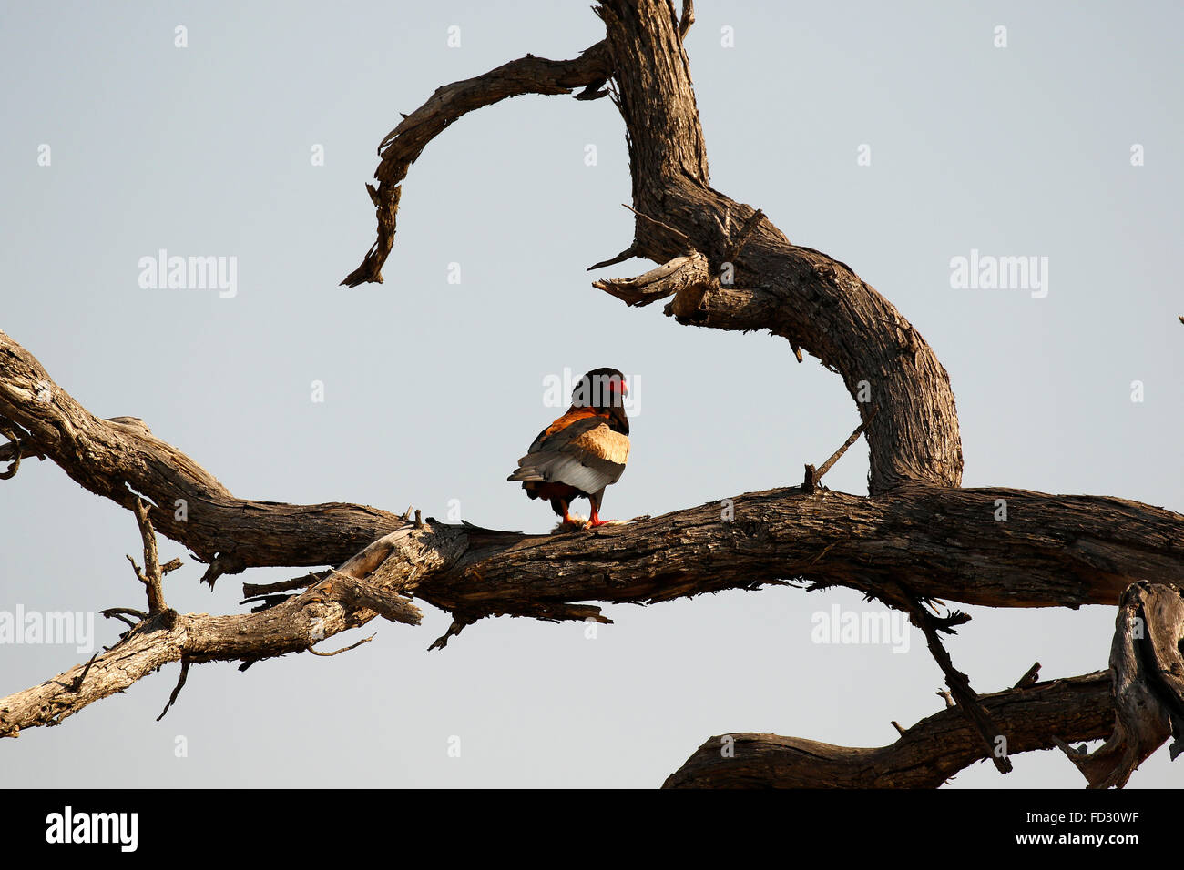 Bateleur Eagle arroccato su un albero di un grande potente raptor, gli uccelli rapaci Foto Stock