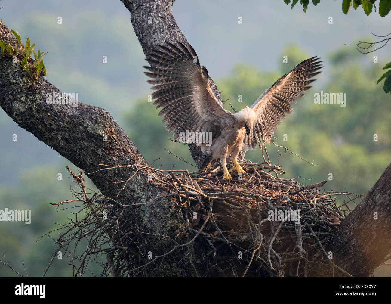 Un giovane Arpia Aquila al nido Foto Stock