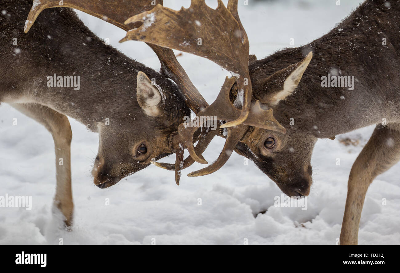 Daini durante la nevicata, Schönbuch, Herrenberg, Germania Foto Stock