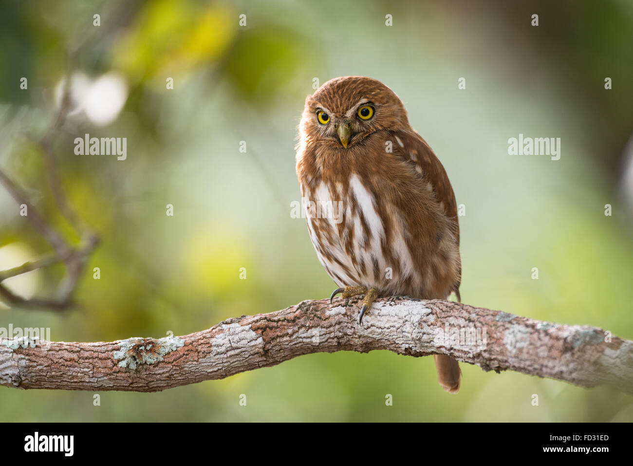 Pygmy-Owl ferruginosa dal Brasile Foto Stock