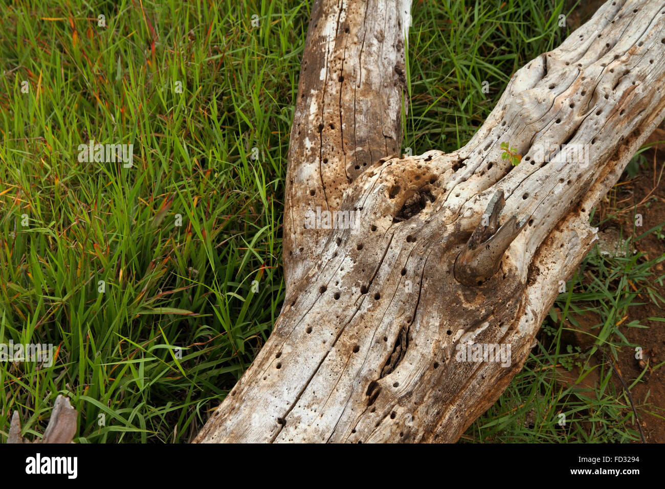 Un pezzo di driftwood pieno di buchi e sunbleached Foto Stock