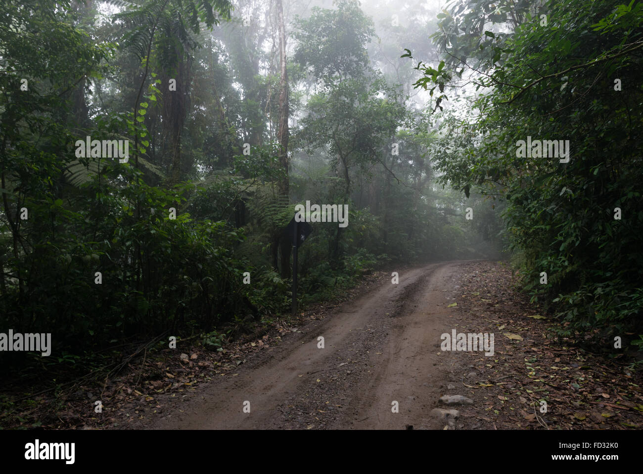 Una strada che passa attraverso una foresta pluviale Foto Stock
