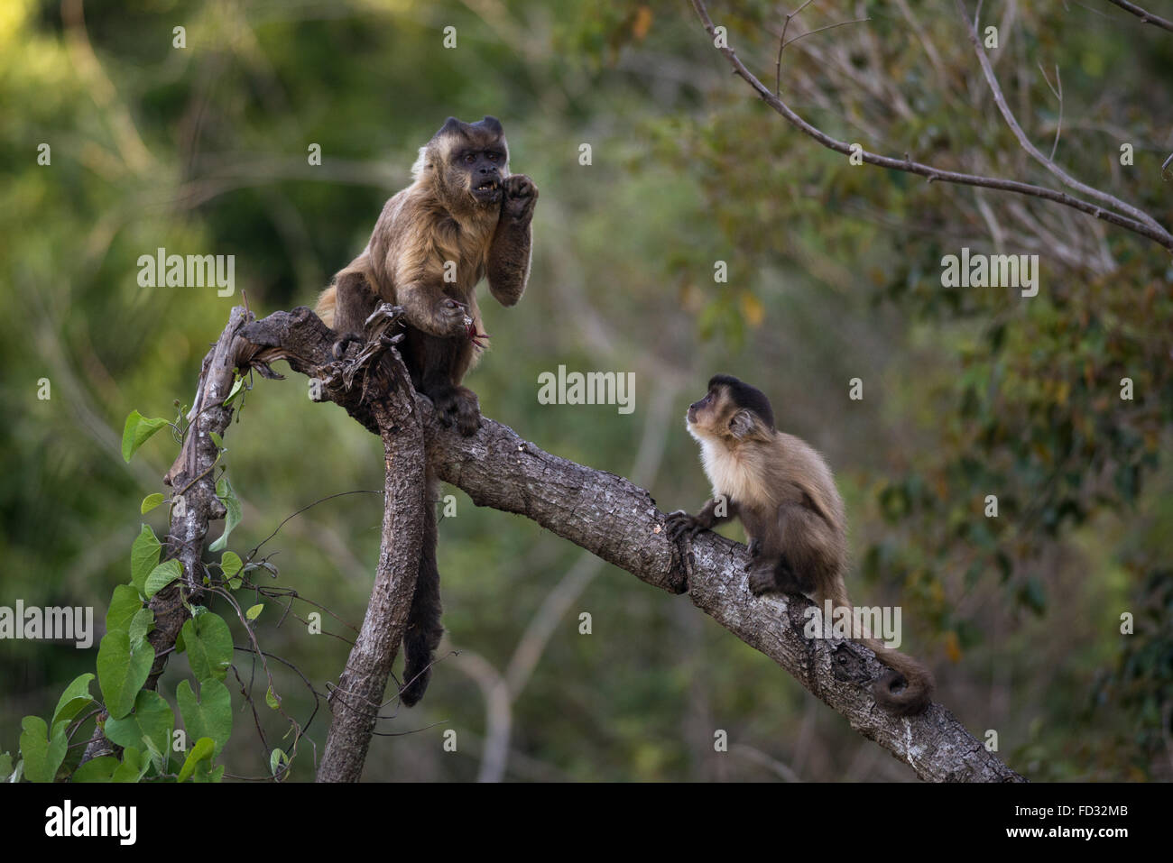 Scimmie cappuccino da Pantanal Foto Stock