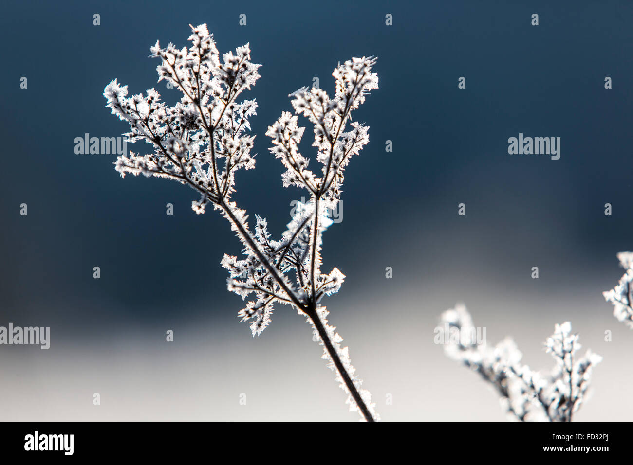 La natura in inverno, coperto di neve e ghiaccio, piante, rami, Winterberg, Germania Foto Stock
