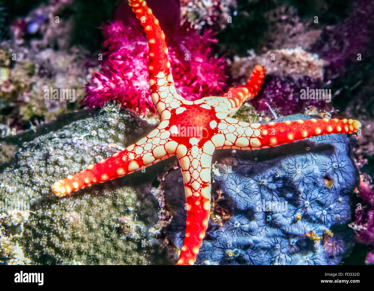 Stella di mare piastrellata immagini e fotografie stock ad alta risoluzione  - Alamy