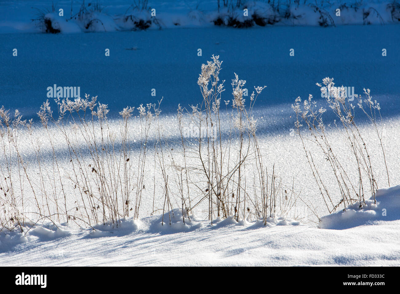La natura in inverno, coperto di neve e ghiaccio, piante, rami, Winterberg, Germania Foto Stock