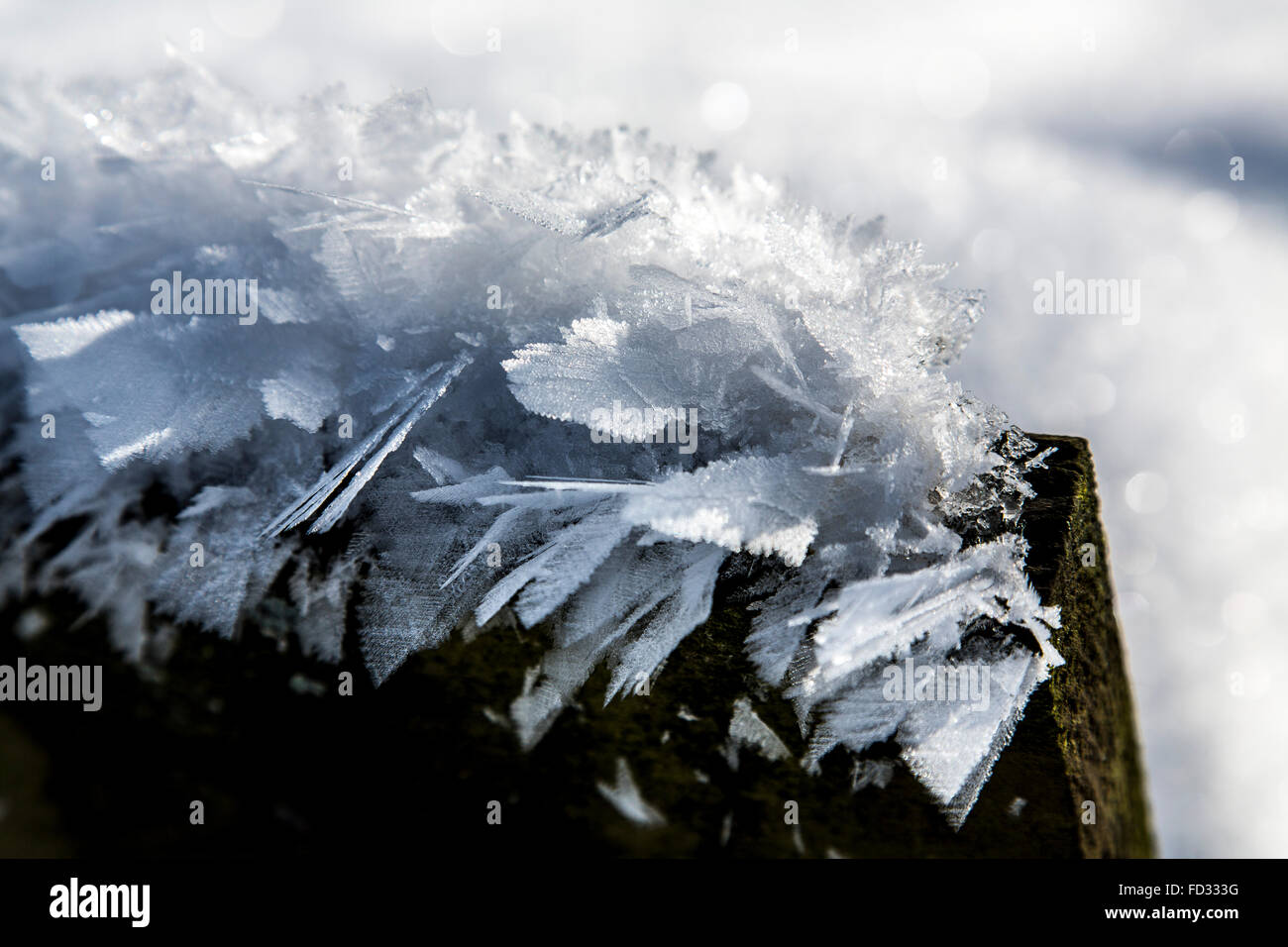 La natura in inverno, coperto di neve e ghiaccio, cristallo di neve, fiocchi, rami, Winterberg, Germania Foto Stock