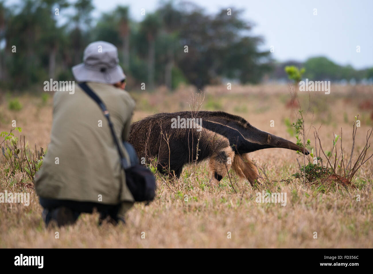 Un turista fotografie un gigante Anteater vicino il Pantanal Foto Stock