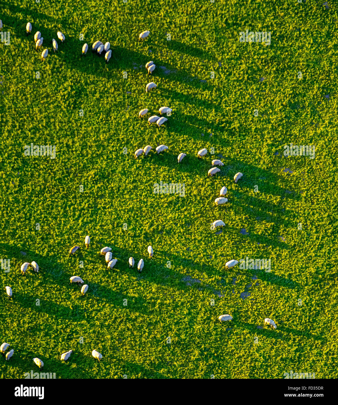 Vista aerea, pascolo allevamento di ovini in luce della sera con ombre lunghe vicino a buon Oelinghausen, Arnsberg, Sauerland, Foto Stock