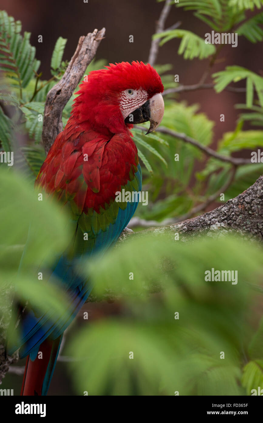 Un arroccato rosso-verde Macaw Foto Stock