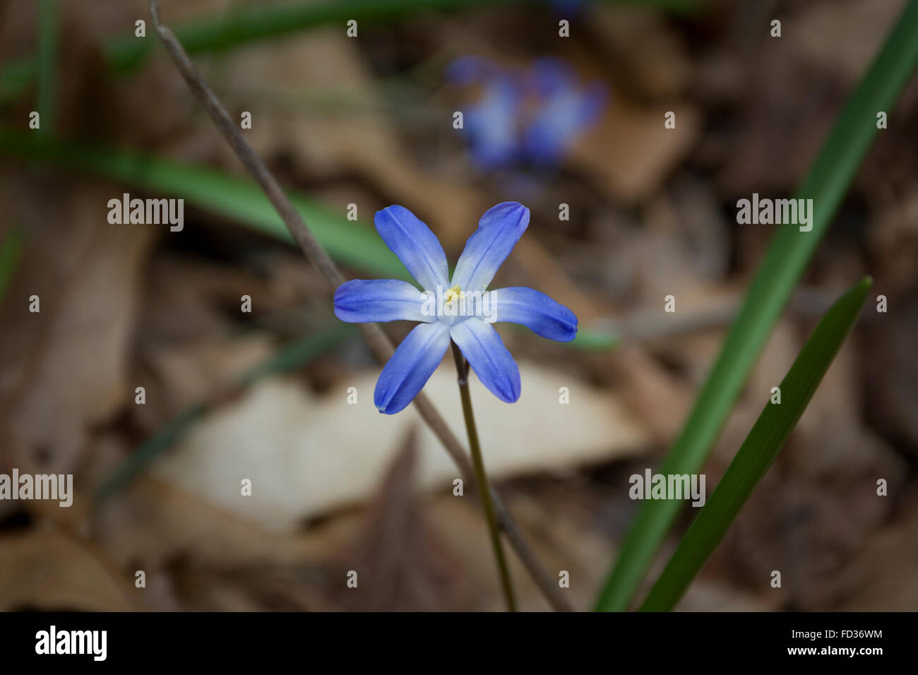 Gloria-della-Neve, Chionodoxa. Trovato nel fiume di Ipswich Wildlife Santuario, Topsfield, MA USA Foto Stock