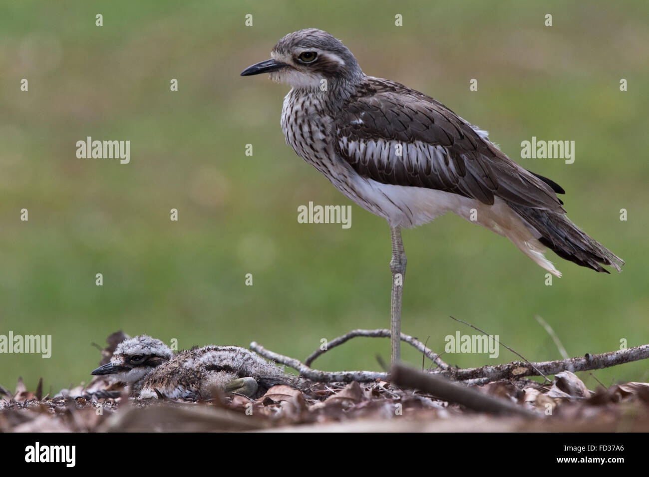 Bush in pietra (curlew Burhinus grallarius) la guardia sulla sua pulcino Foto Stock