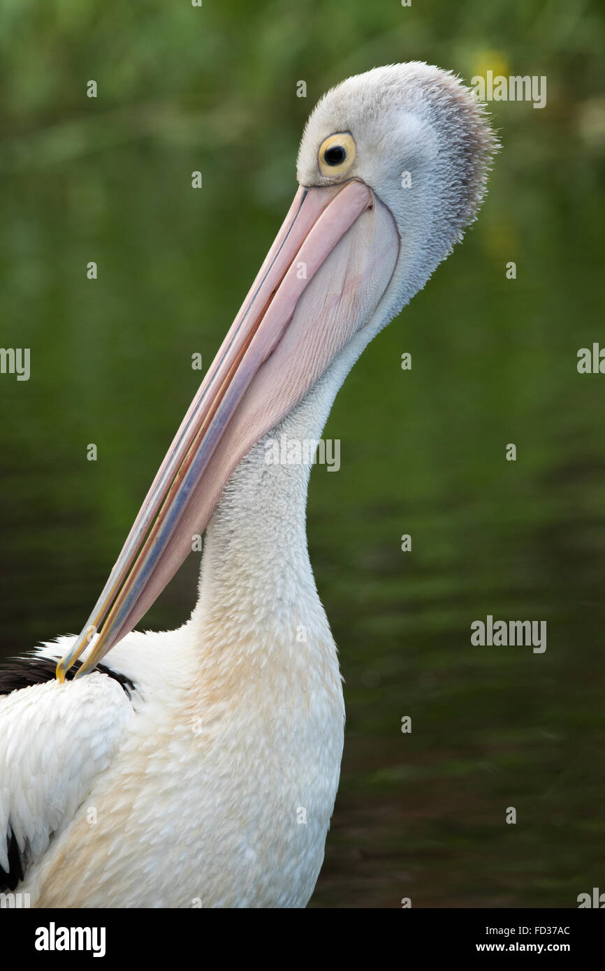 Pellicano australiano (Pelecanus conspicillatus) preening suo indietro Foto Stock