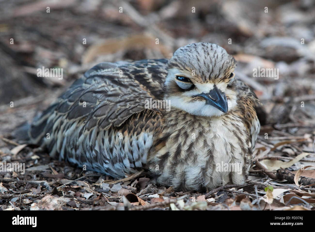 Bush in pietra (curlew Burhinus grallarius) seduto sul nido Foto Stock