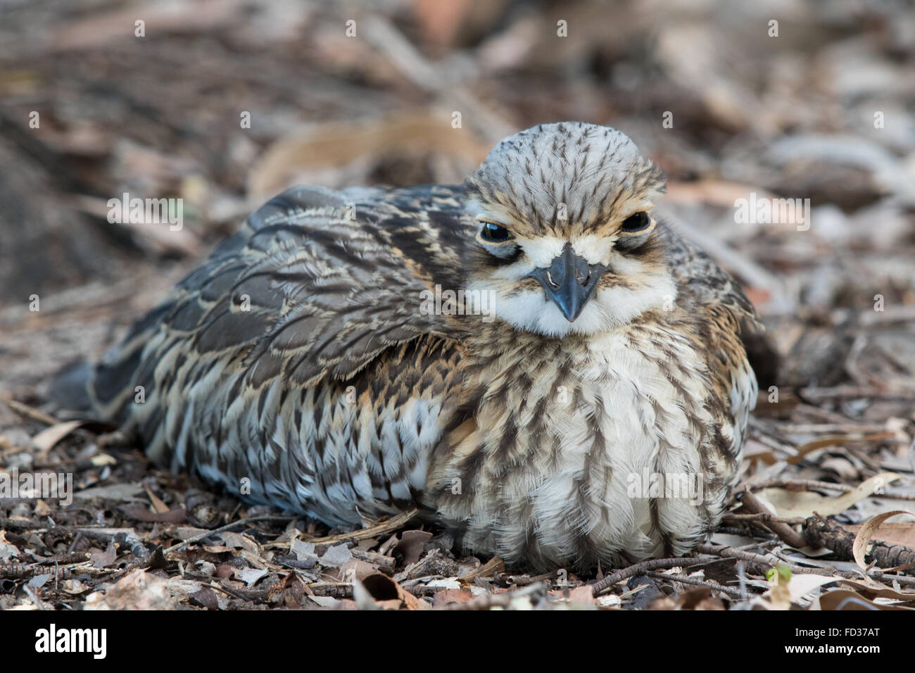 Bush in pietra (curlew Burhinus grallarius) seduto sul nido Foto Stock