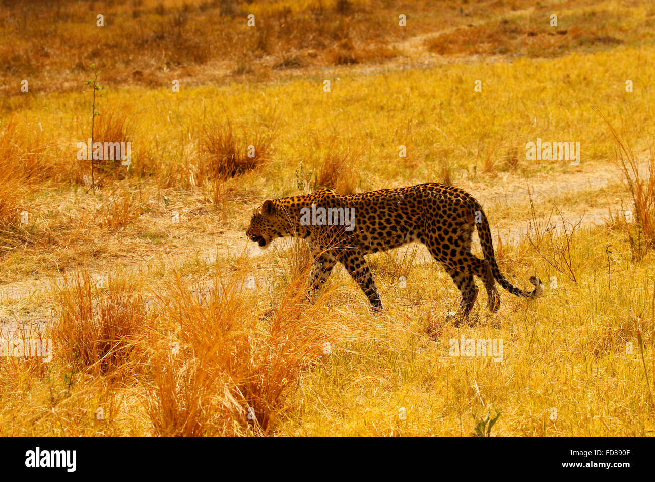 Leopardi sono agili e furtivo predatori. Essi hanno enormi teschi & potenti mascelle Foto Stock