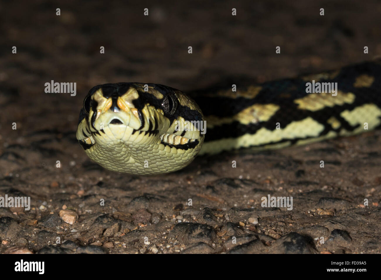 Jungle Carpet Python (Morelia spilota cheyni) Foto Stock