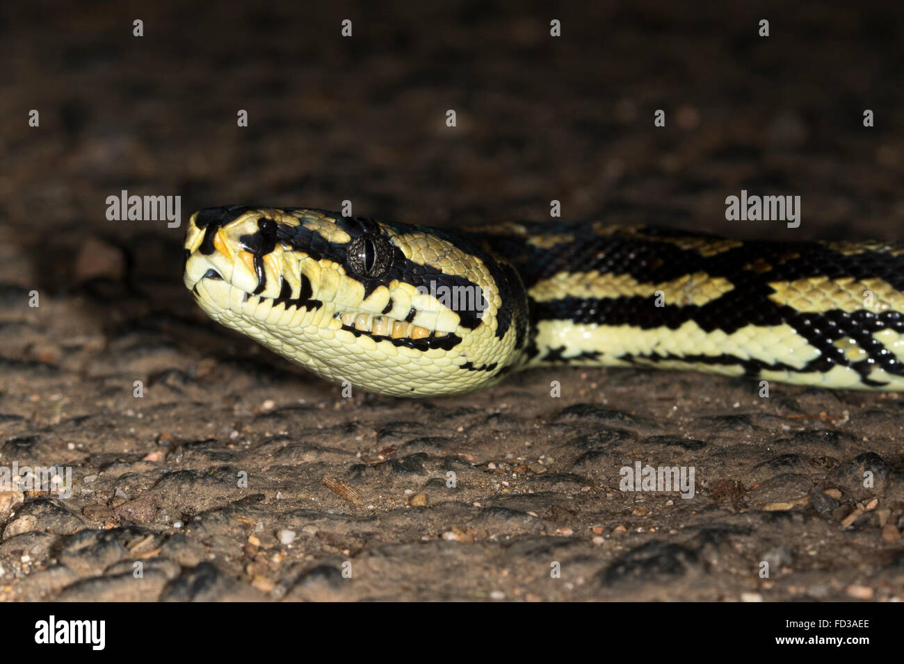 Jungle Carpet Python (Morelia spilota cheyni) Foto Stock