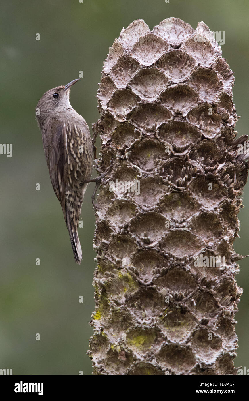Brown rampichino alpestre (Climacteris picumnus) Foto Stock