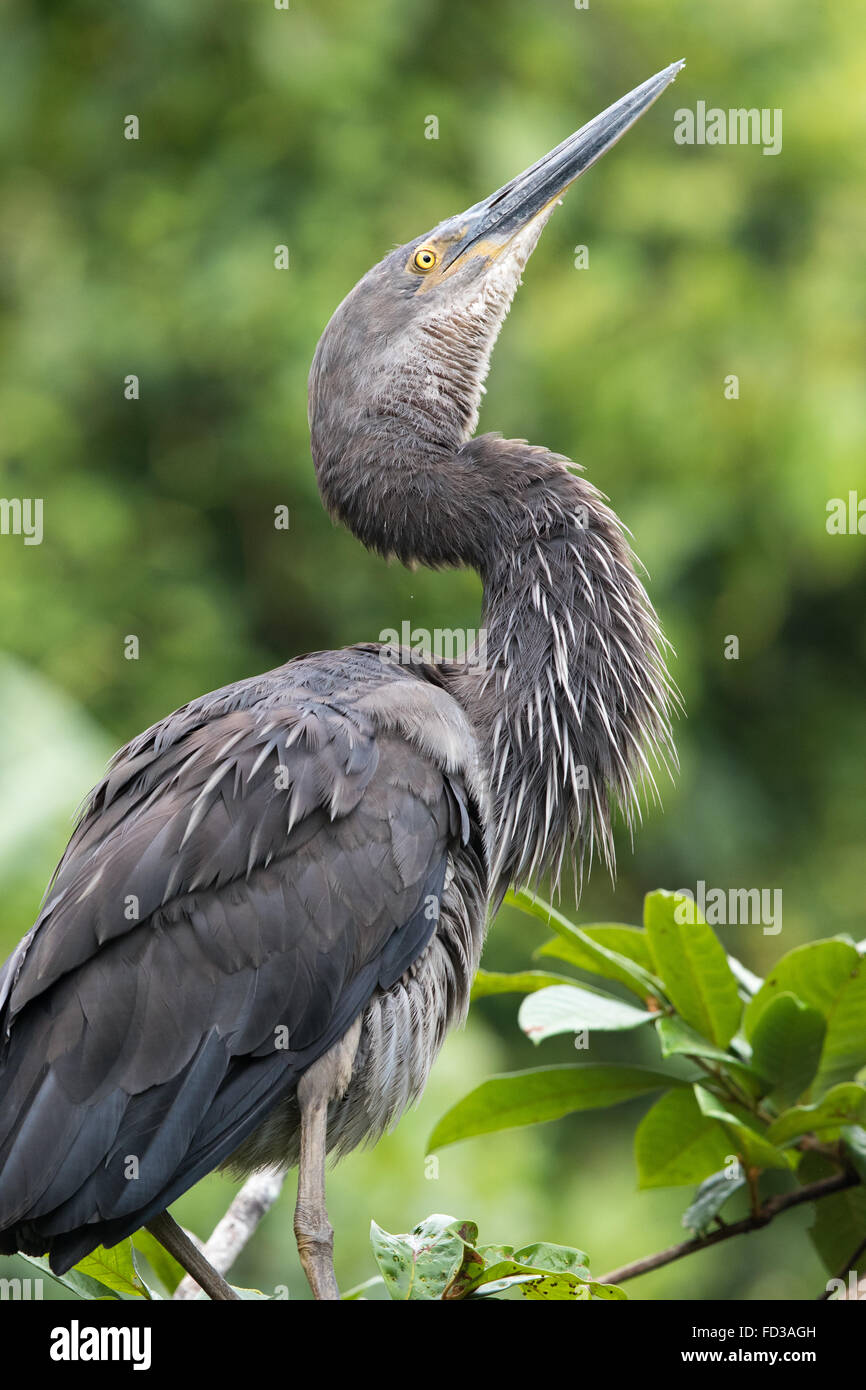 Visualizzazione di ottima fattura airone rosso (Ardea sumatrana) sky-puntamento Foto Stock