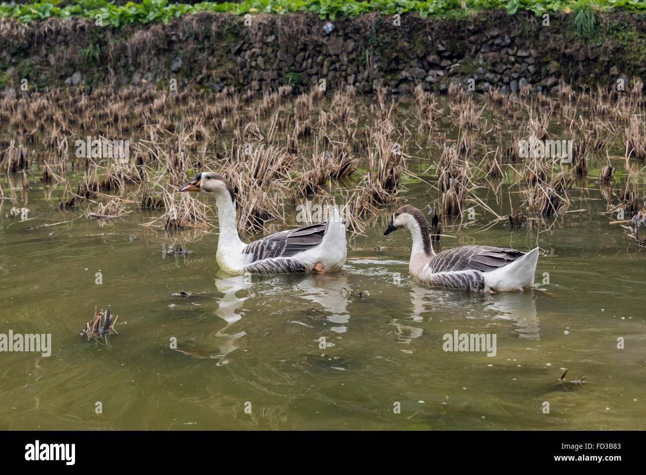 Oche cinese (Swan goose) nuotare in un dormiente campo di riso, Langde Shang Miao Village, Guizhou, Cina Foto Stock
