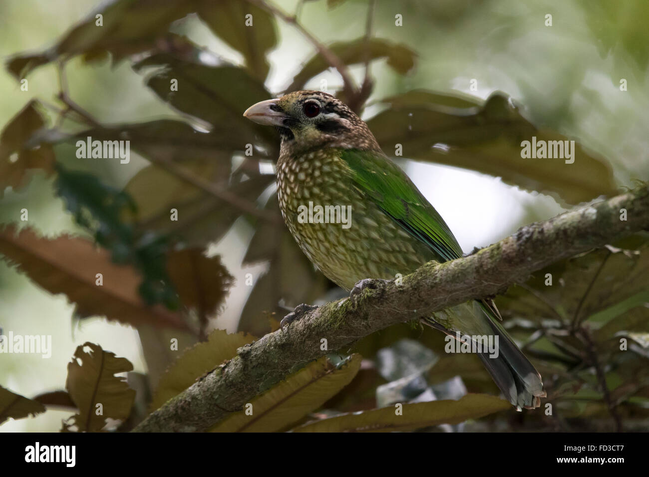 Avvistato Catbird (Ailuroedus melanotis) Foto Stock