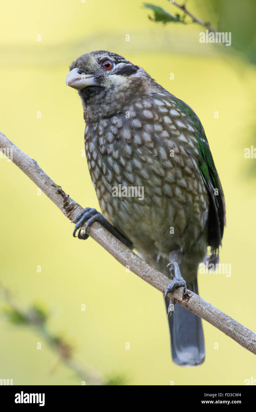 Avvistato Catbird (Ailuroedus melanotis) Foto Stock