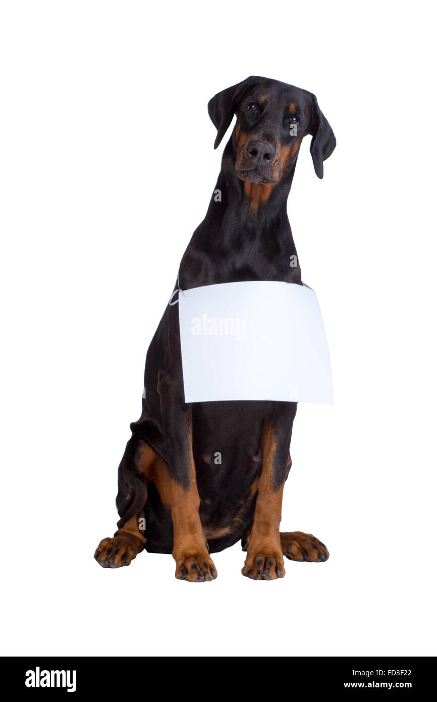 Grandi doberman dog sitter e guardando in avanti tenendo un cartello bianco per inserire il tuo messaggio su Foto Stock