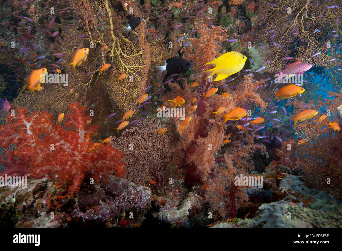La scolarizzazione scalefin anthias pesce (Pseudanthias squamipinnis) e bellissimi coralli molli della laguna di Beqa, Fiji. Foto Stock
