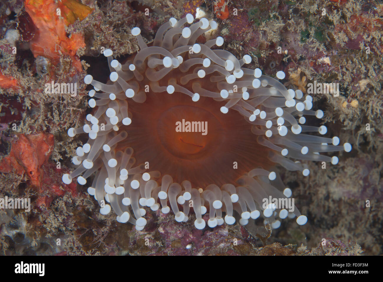 Anemone di mare nella laguna di Beqa reef, Fiji. Foto Stock