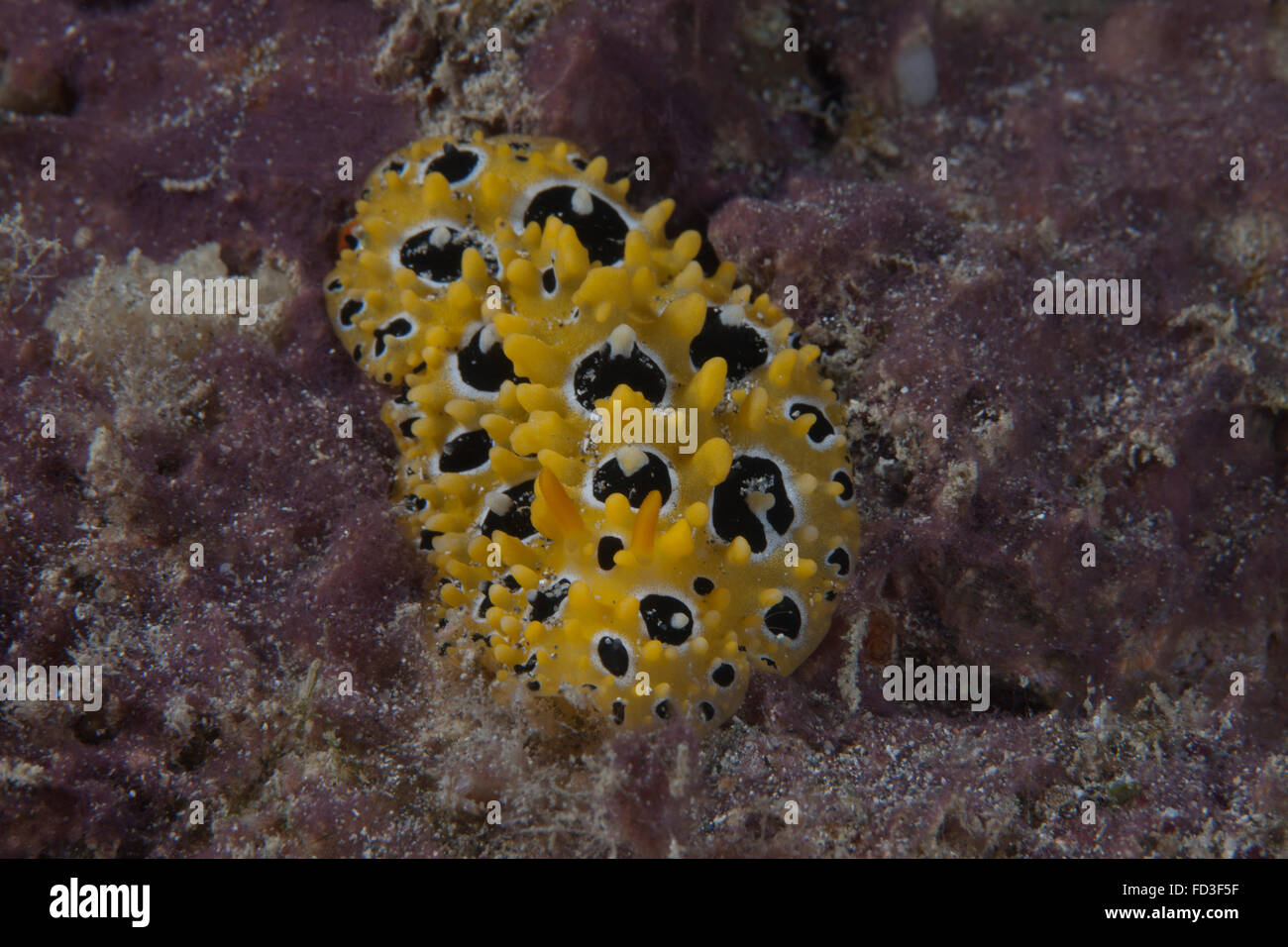 Phyllidia ocellata nudibranch, Beqa Lagoon, Fiji. Foto Stock