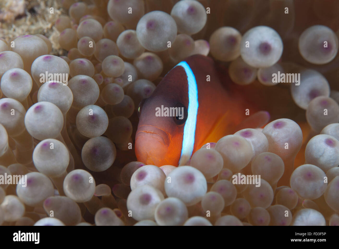 Il pomodoro clownfish nel suo host anemone, Beqa Lagoon, Fiji. Foto Stock