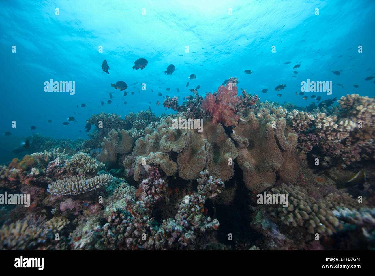 La scolarizzazione anthias pesci e coralli sani di Beqa Lagoon, Fiji. Foto Stock